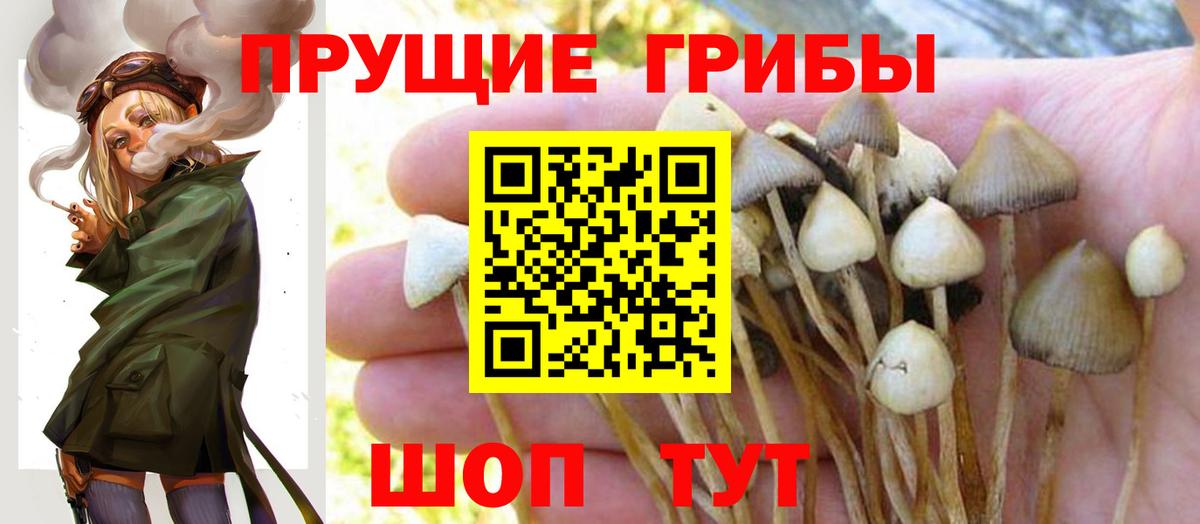 Псилоцибиновые грибы MAGIC MUSHROOMS  Псилоцибиновые грибы Cubensis  Тайшет  Вход с VPN 